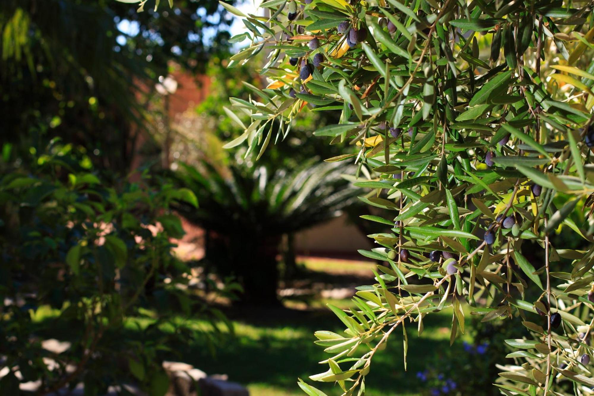 Hotel L'Ulivo Girasole Dış mekan fotoğraf